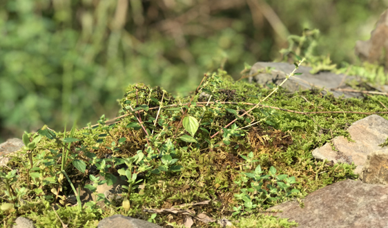 土壤防治已有法可依 修復(fù)之路仍任重道遠(yuǎn)