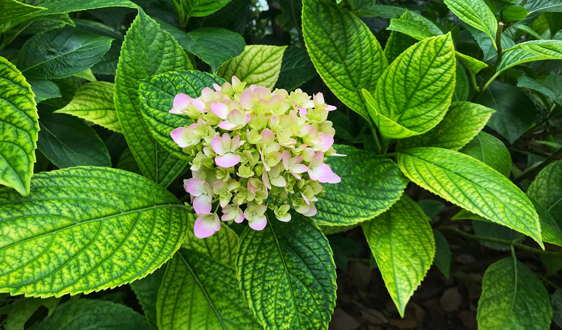 交卷之年能完成目標(biāo)嗎？污泥處理還有哪些上車(chē)機(jī)會(huì)